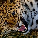 slides/_MG_7656.jpg wildlife, feline, big cat, cat, predator, fur, spot, amur, siberian, leopard, eye, fang WBCW41 - Amur Leopard